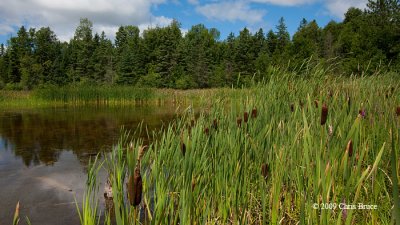 Marsh at Jack Pine Trail