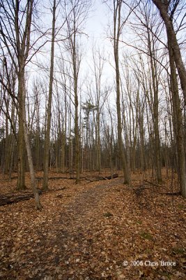 Late fall at Jack Pine Trail