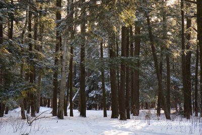 Early Morning Hemlocks