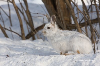 Snowshoe Hare