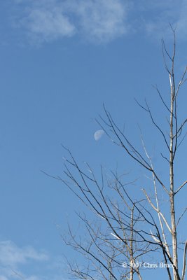 Daytime Moon