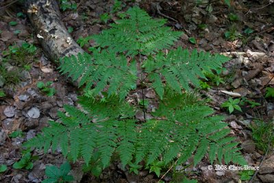 Bracken (Pteridium aquilinum)