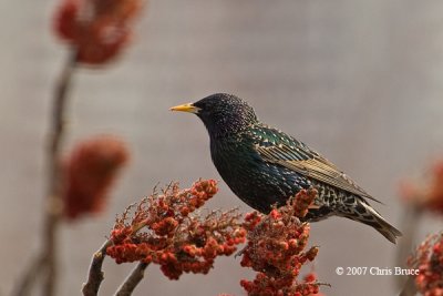 European Starling (breeding)