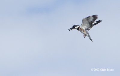 Belted Kingfisher Hovering