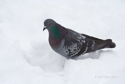 Rock Pigeon