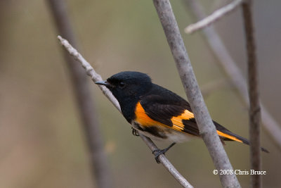 American Redstart (male)