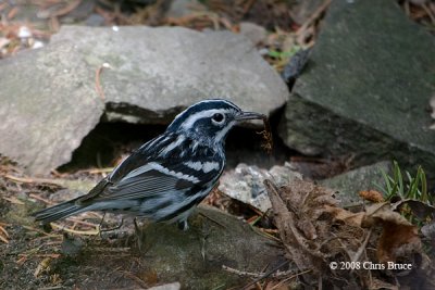 Black-and-White Warbler (male)