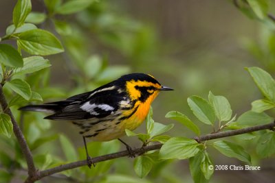 Blackburnian Warbler (male)