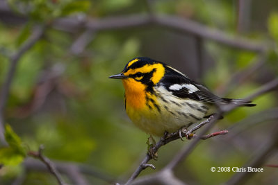 Blackburnian Warbler (male)