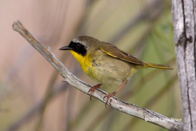 Common Yellowthroat (male)