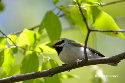 Golden-winged Warbler (male)