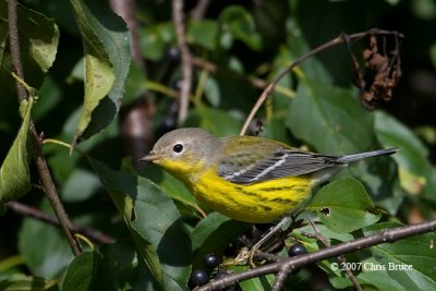 Magnolia Warbler (fall)