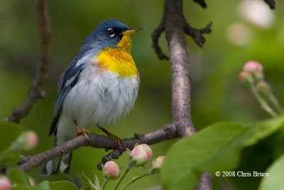 Northern Parula (male)