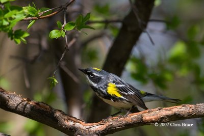Yellow-rumped Warbler (spring male)