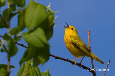 Yellow Warbler (spring male)