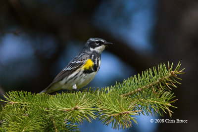 Yellow-rumped Warbler (spring male)