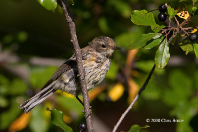 Yellow-rumped Warbler (immature)