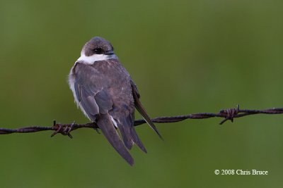 Tree Swallow (immature)