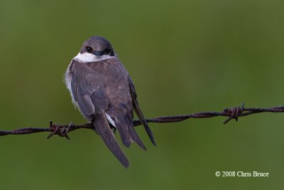 Tree Swallow (immature)