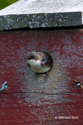 Tree Swallow (immature)