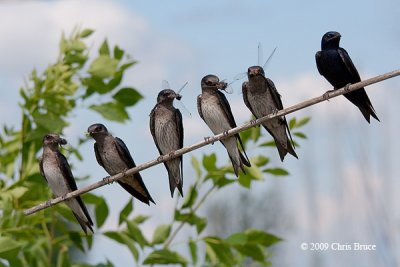 Purple Martins with dragonflies