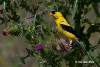 American Goldfinch (male)