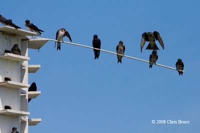 Purple Martins perched on wire