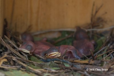 Purple Martin nestlings