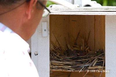 Inspecting the nest