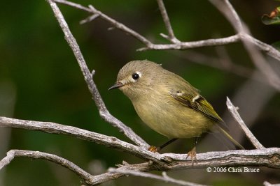 Ruby-crowned Kinglet