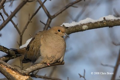 Mourning Dove