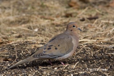 Mourning Dove