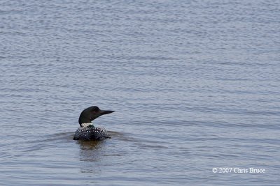 Common Loon