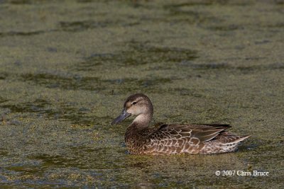 Blue-winged Teal