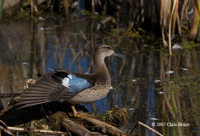 Blue-winged Teal