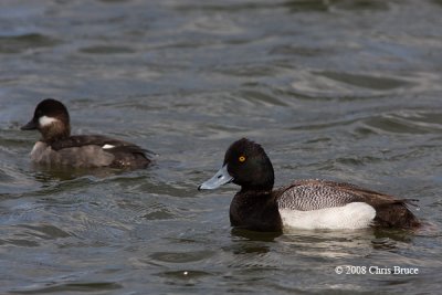 Greater Scaup (male) with Bufflehead (female)