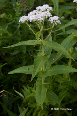Bonset (Eupatorium perfoliatum)
