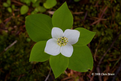 Bunchberry (Cornus canadensis - Cornaceae)