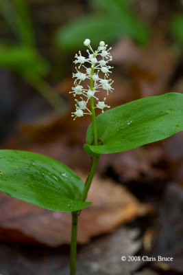 Canada Mayflower (Maianthemum canadense)