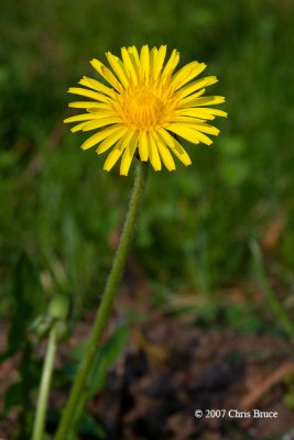 Common Dandelion (Taraxacum officinale)