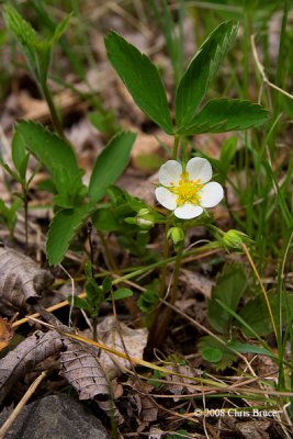 Common Strawberry (Fragaria virginiana)