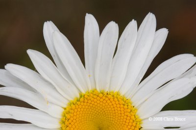 Oxeye Daisy (Leucanthemum vulgare)