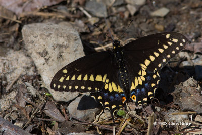 Black Swallowtail male (Papilio polyxenes)