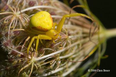 Goldenrod Spider (Misumena vatia)