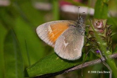 Common Ringlet (Coenonympha tullia)