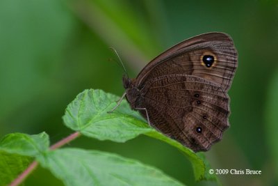 Common Wood-Nymph (Cercyonis pegala)