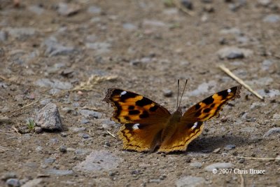 Compton Tortoiseshell (Nymphalis vaualbum)