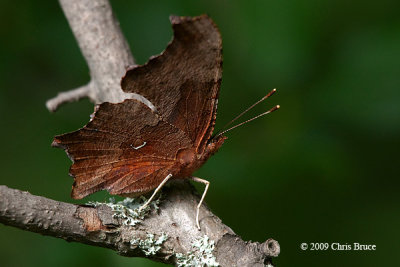 Eastern Comma (Polygonia comma)