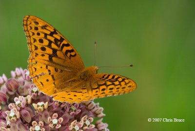 Great Spangled Fritillary (Speyeria cybele)