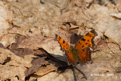 Gray Comma (Polygonia progne)